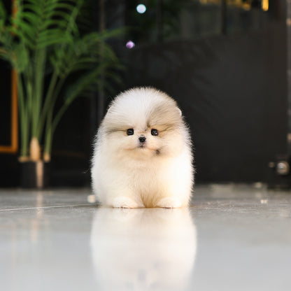Pomeranian - Alla (Female) $5300