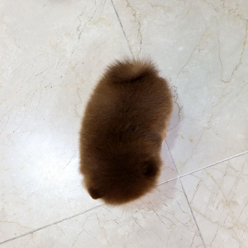 Pomeranian - Gumi (Male) $2500
