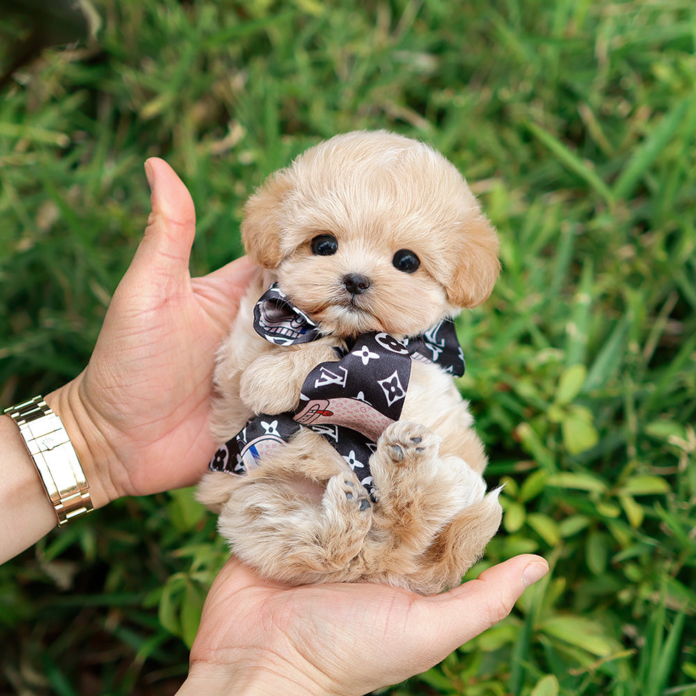 Maltipoo - Gongju (Female) $3200