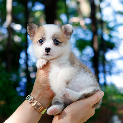 Welsh Corgi - Bachip (Female)