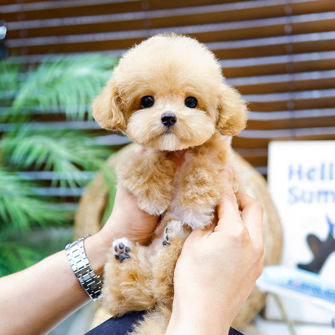 Poodle - Yeoreum (Female)