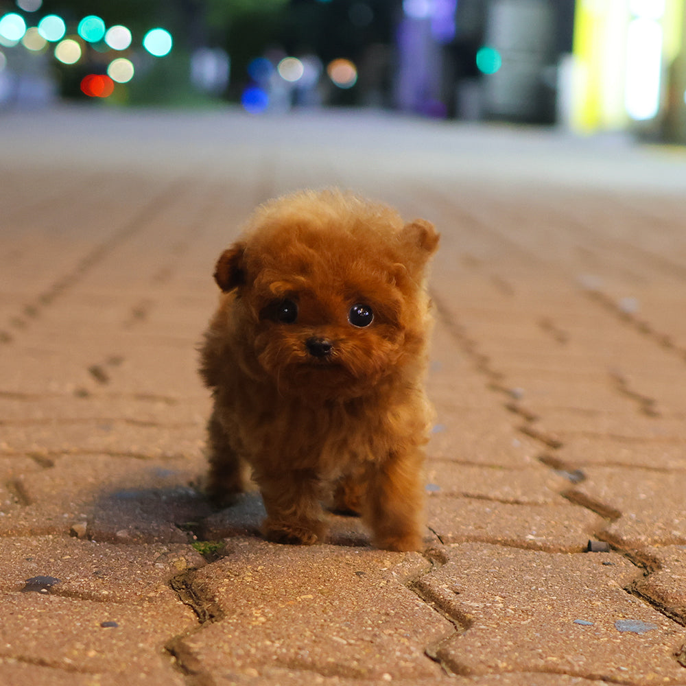 Poodle - Kinny (Female) $5700