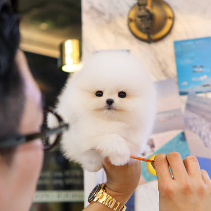 Pomeranian - Aong (Female) $5200