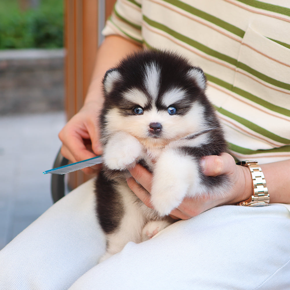 Pomsky - mio (Female) $5200