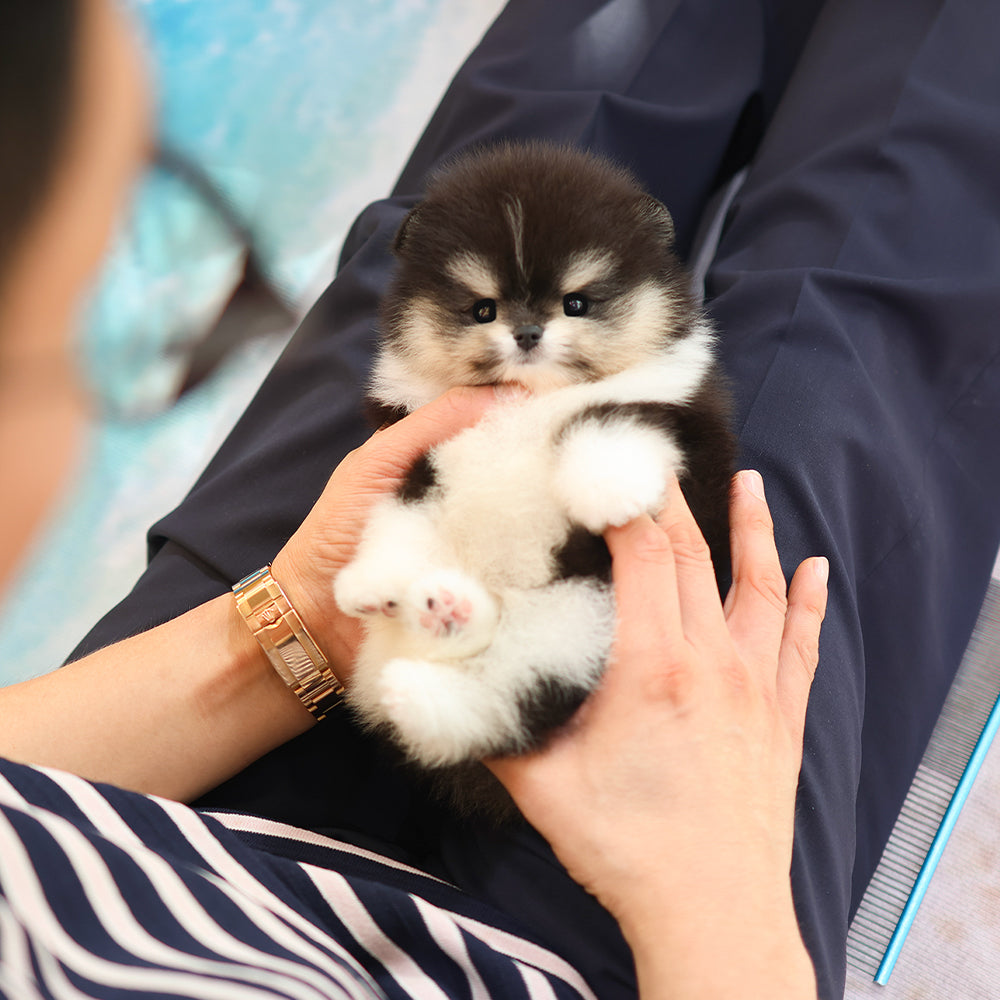 Pomeranian - Luna (Female) $3200