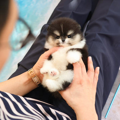 Pomeranian - Luna (Female) $3200