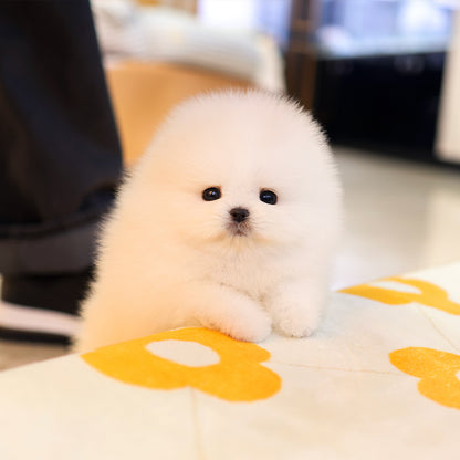 Pomeranian - Ramyeon (Male) $5000