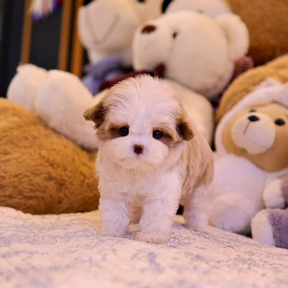 Maltipoo - Inhyeong (Female) $4500