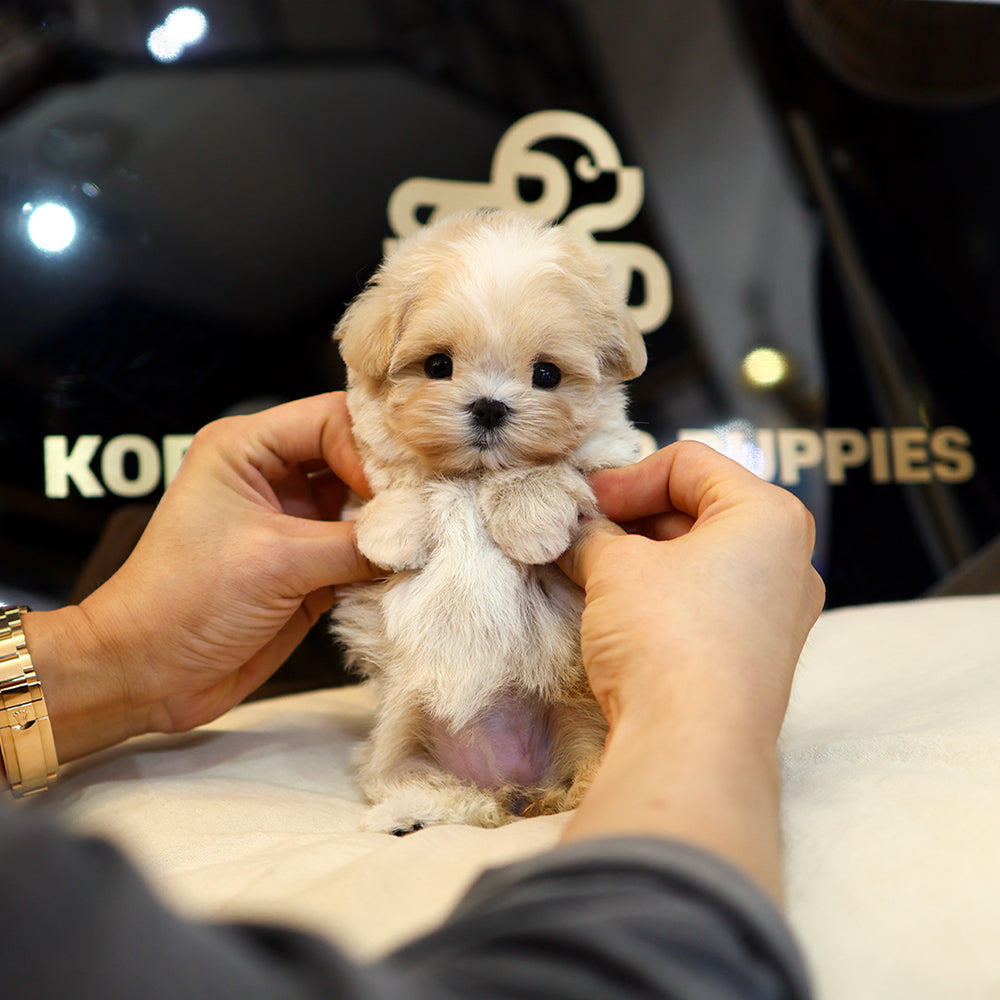 Maltipoo - Bou (Female) $4300