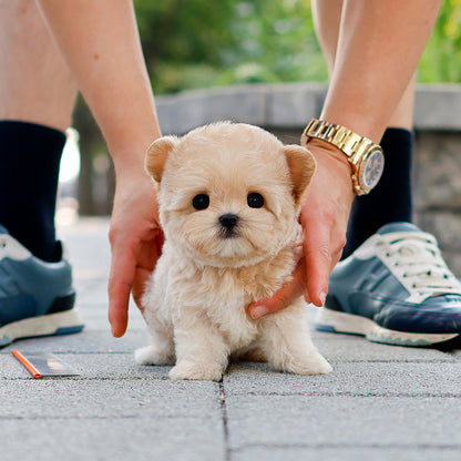 Maltipoo - Kuma (Female) $2400