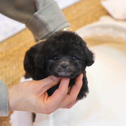 Poodle - Luna (Male) $3000