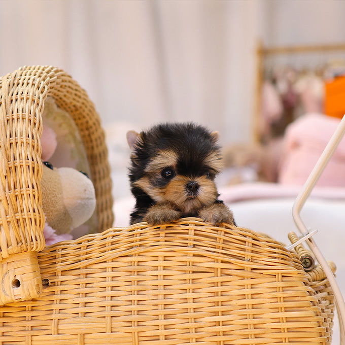 Yorkshire Terrier - Bunny (Male)