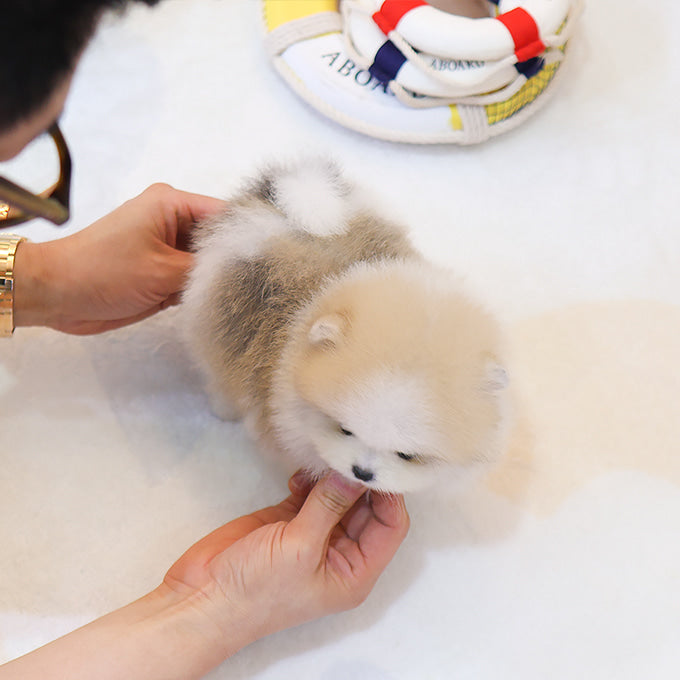 Pomeranian - Jeti (Male)