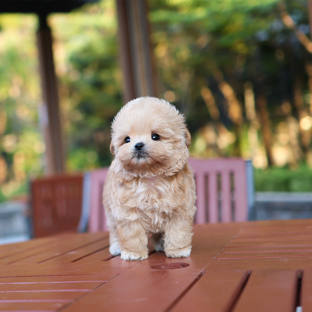 Maltipoo - Ago (Male)