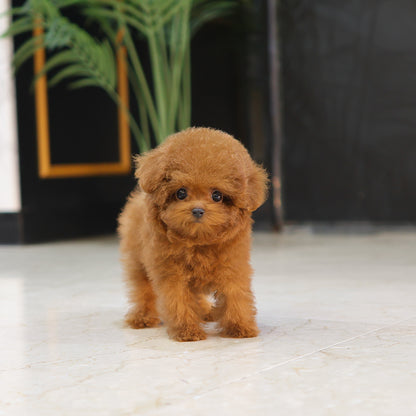 Poodle - Roni (Female) $3500