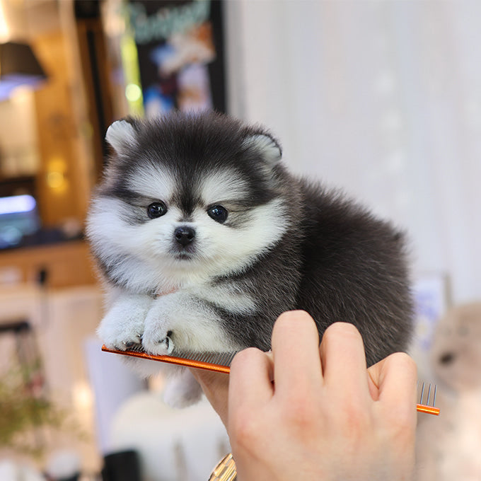 Pomsky - Popo (Male)