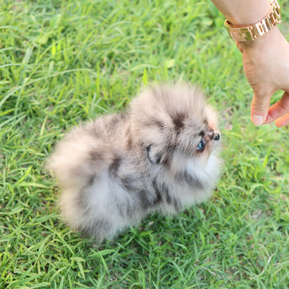 Pomeranian - Mao (Male) $4300