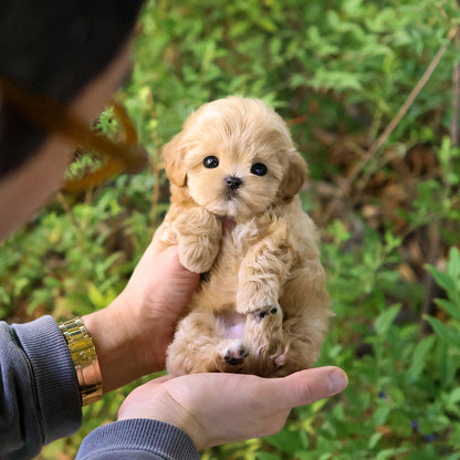 Maltipoo - Muhwagwa (Female) $2300