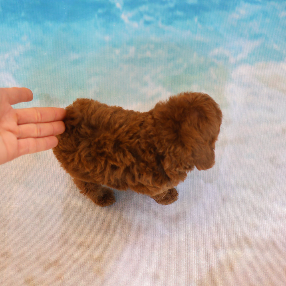 Poodle - Runi (Male) $3000