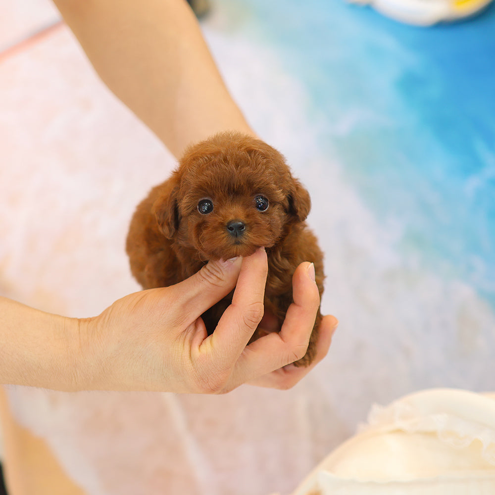 Poodle - Sara (Female) $4000