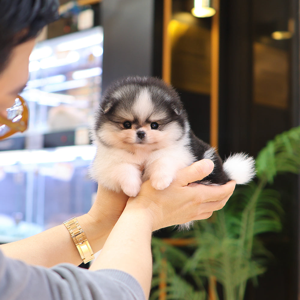 Pomeranian - Loki (Male) $3500