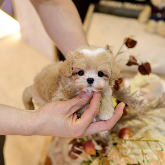 Maltipoo - Nanhwa (Female) $3200