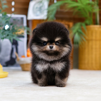Pomeranian - Baekseol (Female) $2600
