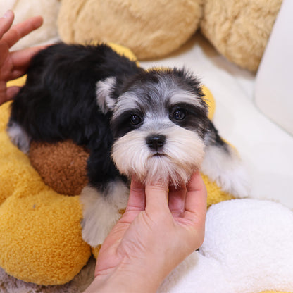 Schnauzer - Rullu (Female)