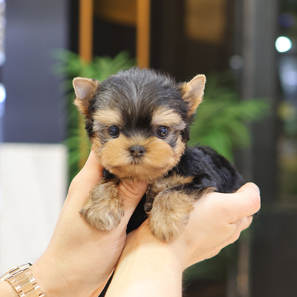 Yorkshire Terrier - Chikchok (Male) $2300