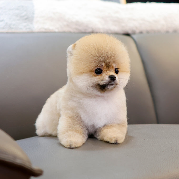 Pomeranian - Banjjak (Female) $2400