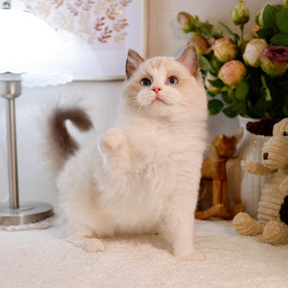 Ragdoll - Gomdol (Male)
