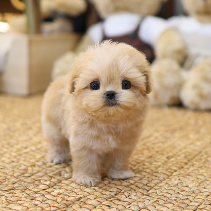Maltipoo - Ppiro (Feamale) $3500