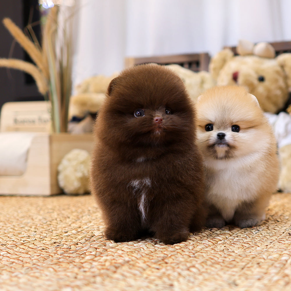 Pomeranian - Chii (Female) $5000