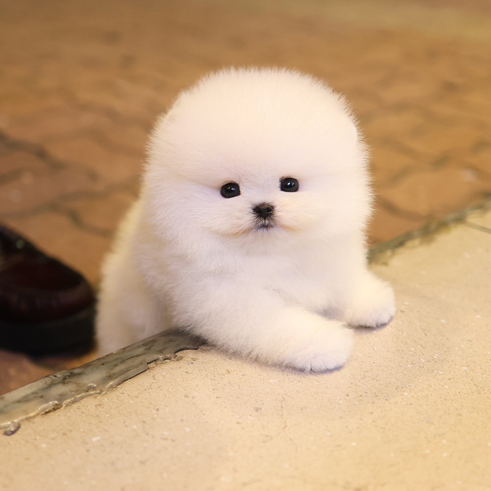 Pomeranian - Darong (Female) $4400