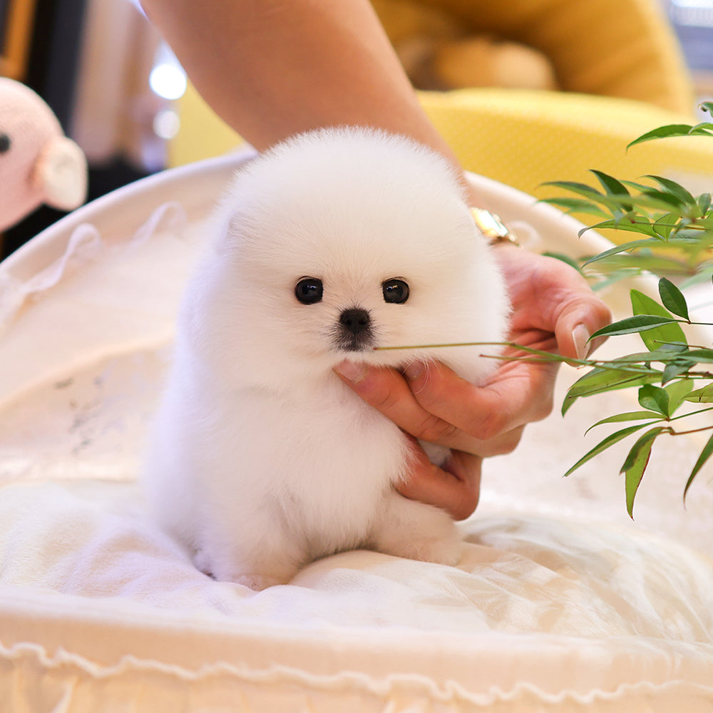 Pomeranian - Pomi (Female) $3000