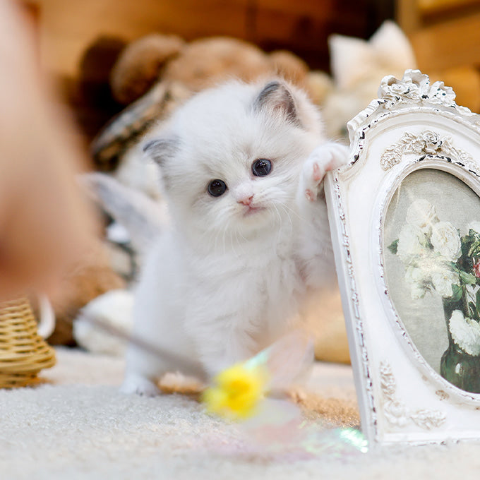 Ragdoll - Kongdol (Male)