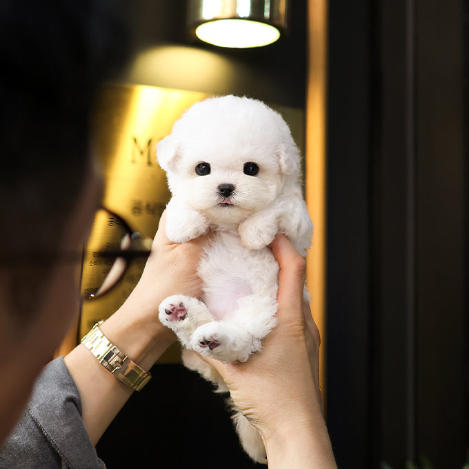 Bichon Frise - Jandi (Female) $2800