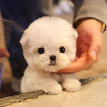 Maltese - Seoul (Female) $3000
