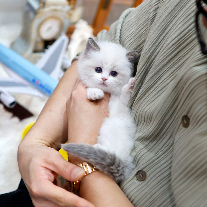 Ragdoll - Rubi (Female)