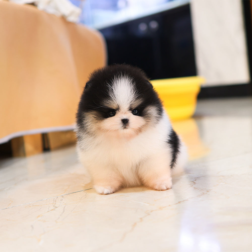 Pomeranian - Yamyam (Female) $4600