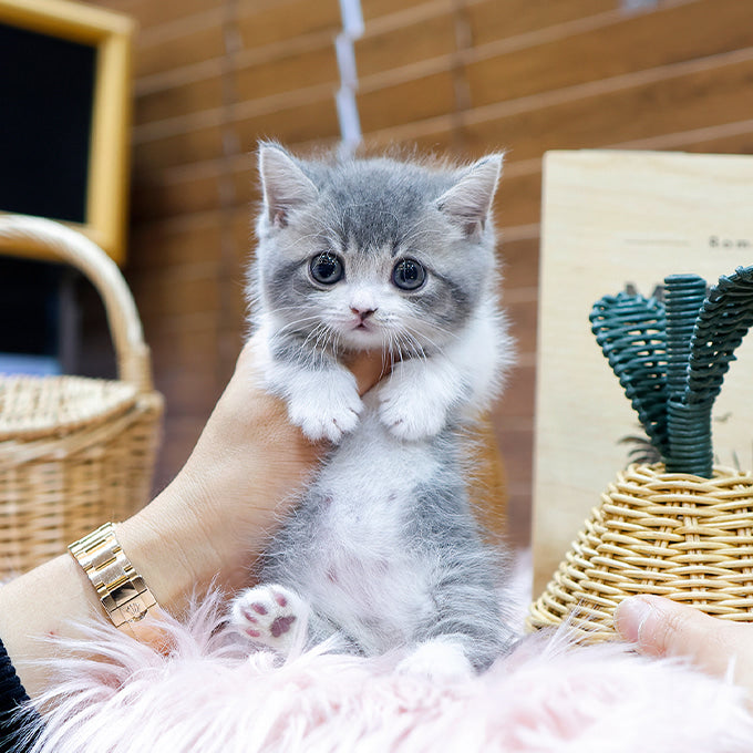 Munchkin - Winteo (Male)