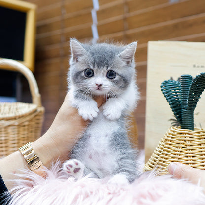 Munchkin - Winteo (Male)