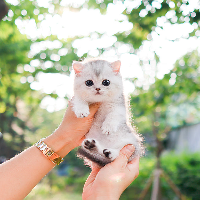 Munchkin - Ruki (Female)