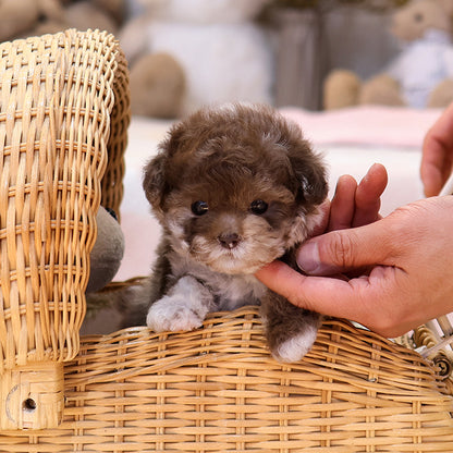 Poodle - Alleop (Female)
