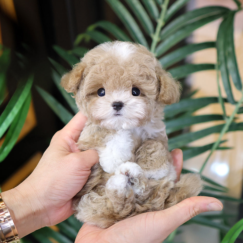 Poodle - Remon (Male)