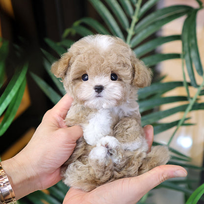 Poodle - Remon (Male)