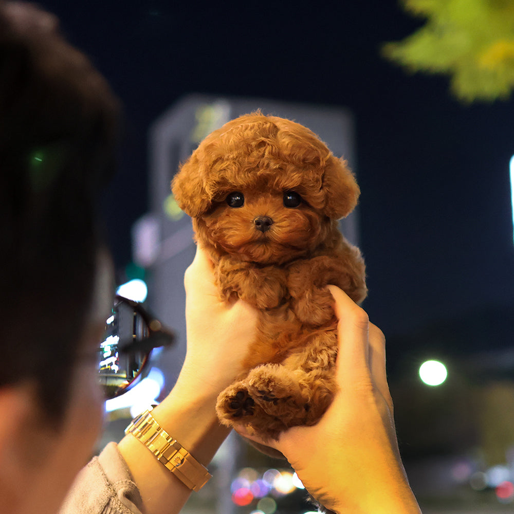 Poodle - Cheoeum (Female) $4200