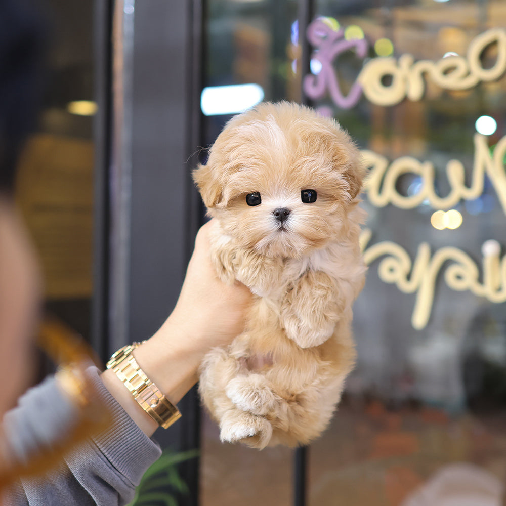 Maltipoo - Kkona (Male) $4000