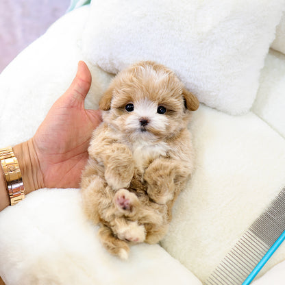 Maltipoo - Kirong (Female) $4200