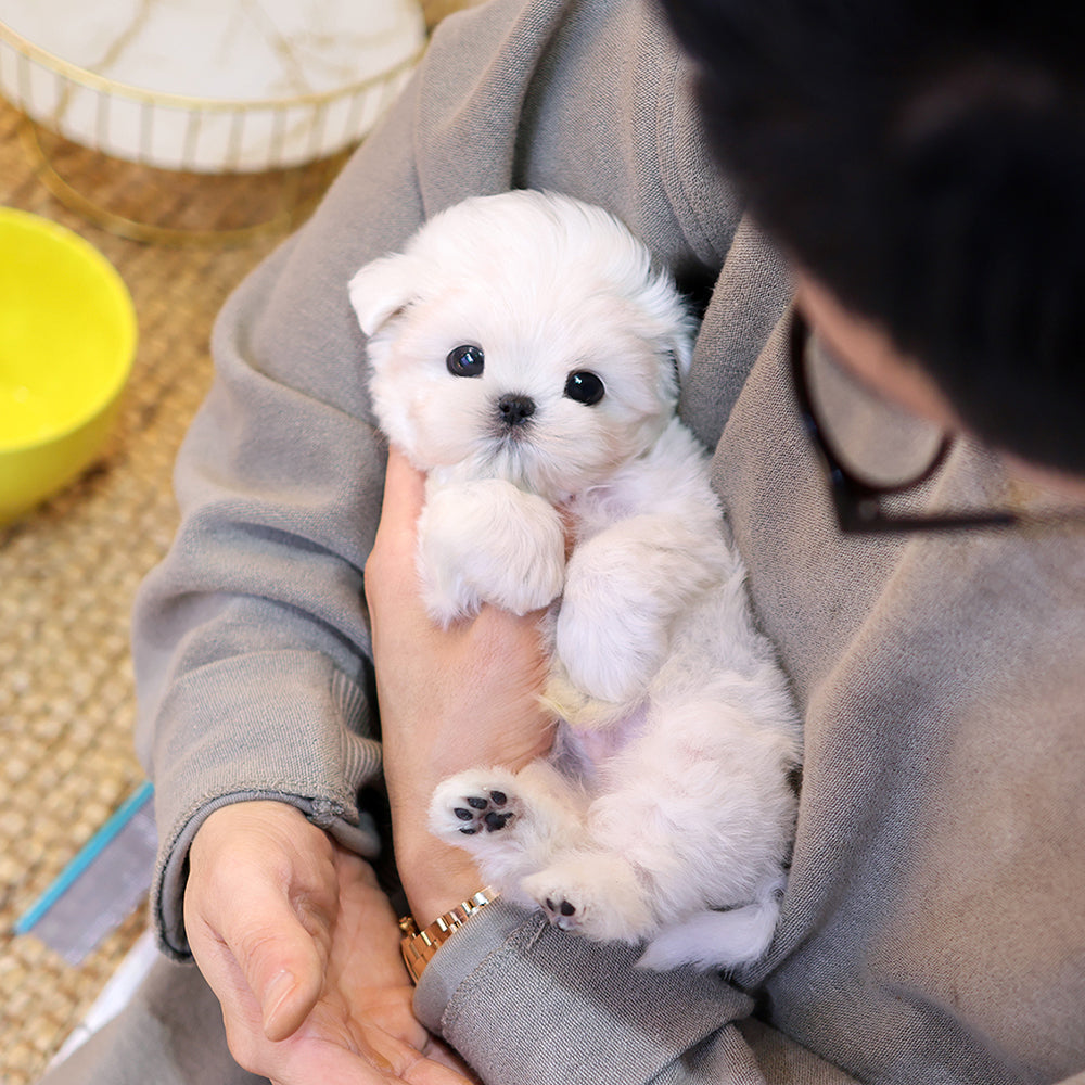 Maltese - Kamael (Male) $4400